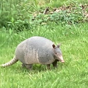 Meet your Posher, Caroline